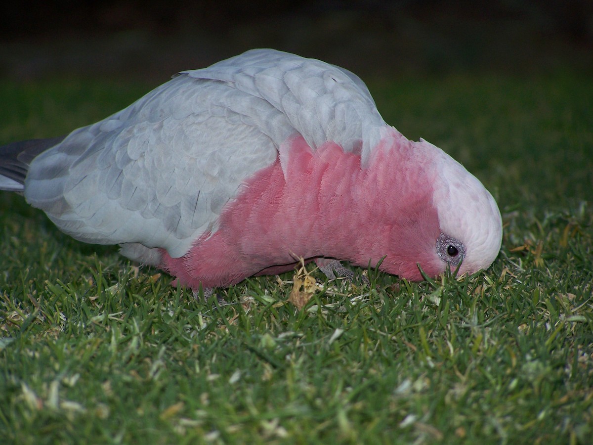 Розовый какаду - ML637806136