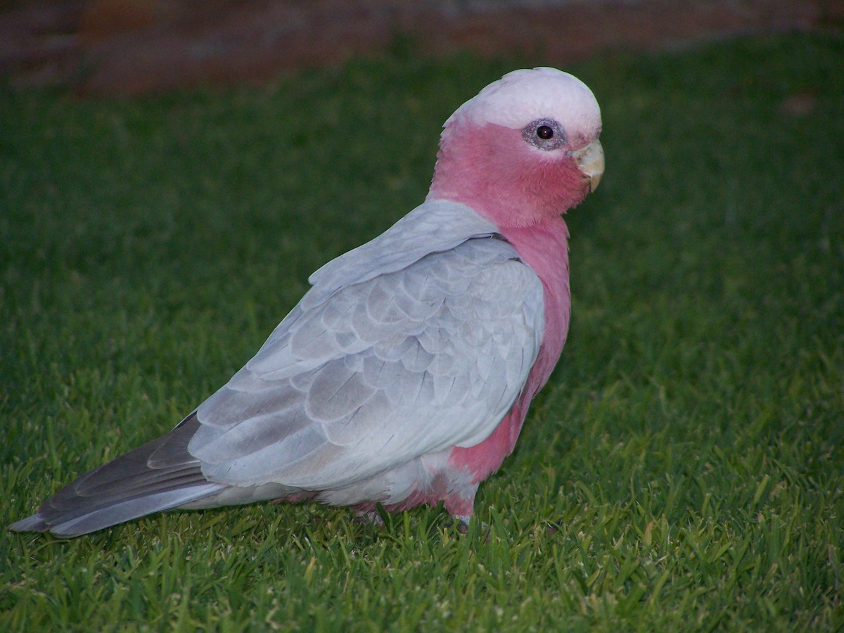 Розовый какаду - ML637806138