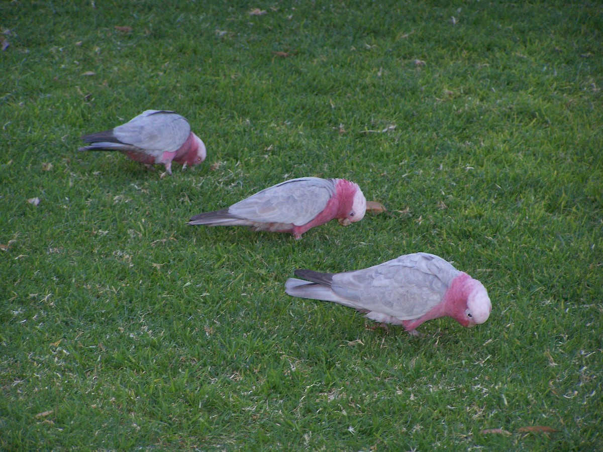 Розовый какаду - ML637806139