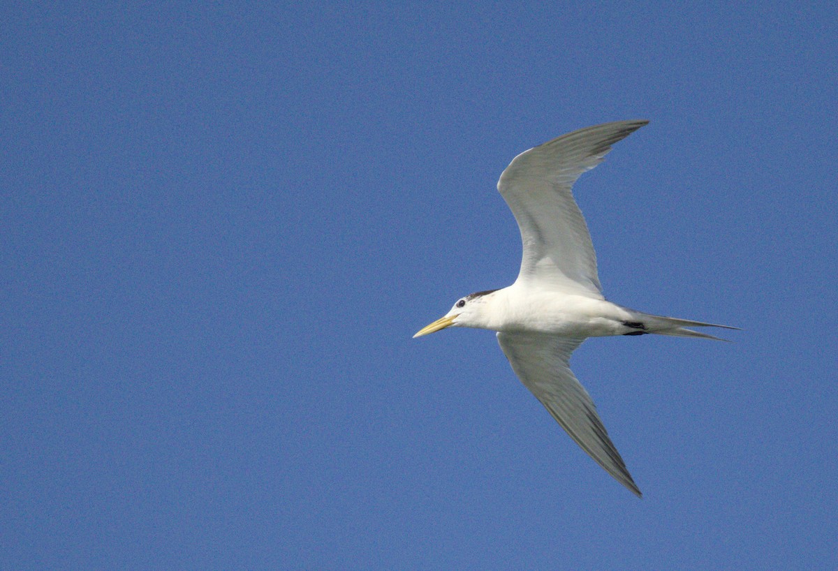 オオアジサシ - ML637806141