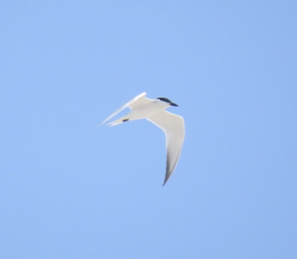 Gull-billed Tern - ML637806146