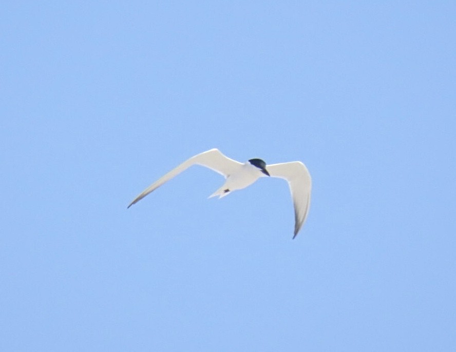 Gull-billed Tern - ML637806147