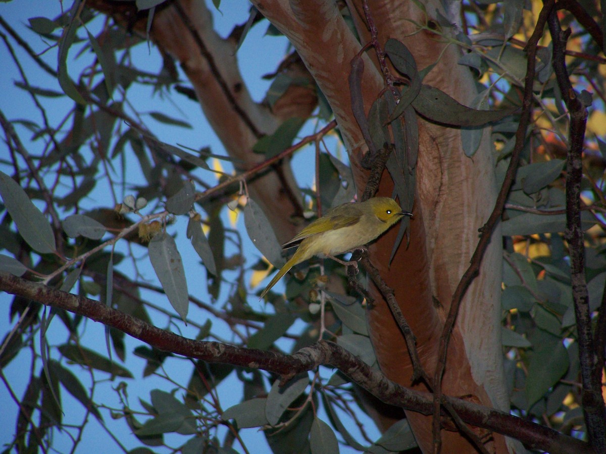 Серо-жёлтый медосос - ML637806152