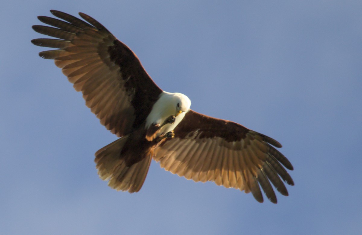 シロガシラトビ - ML637806157