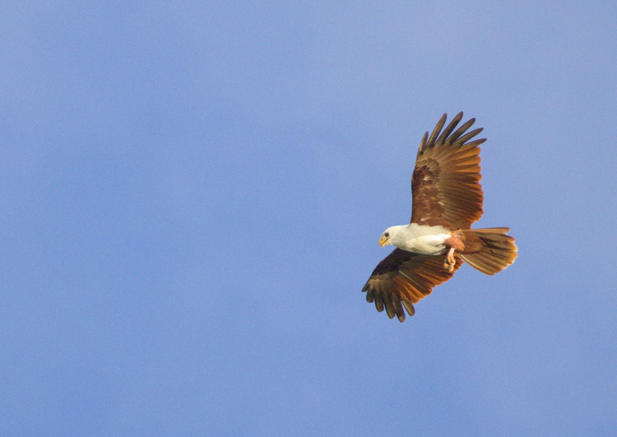 Brahminy Kite - ML637806159