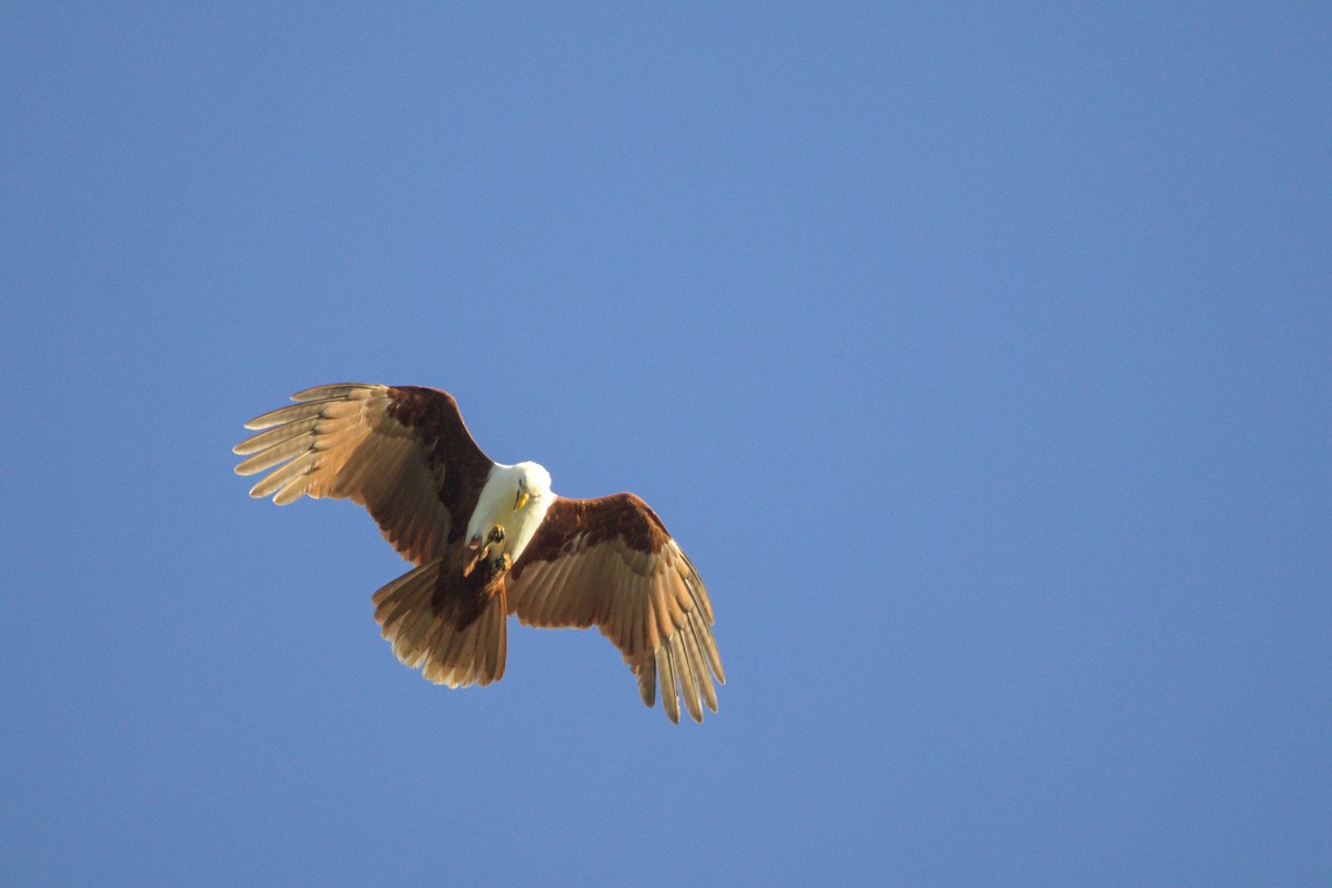Brahminy Kite - ML637806160