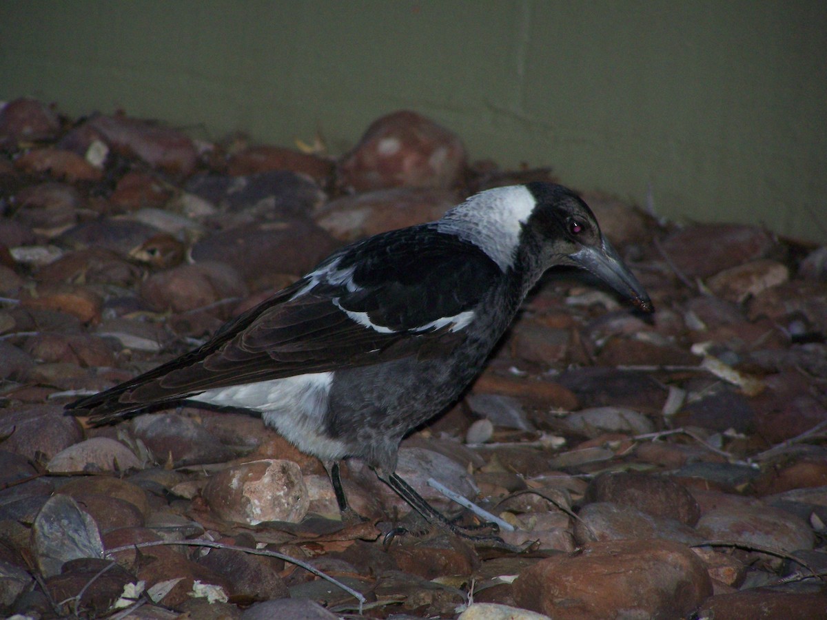 Буругонг, ворона-свистун - ML637806166