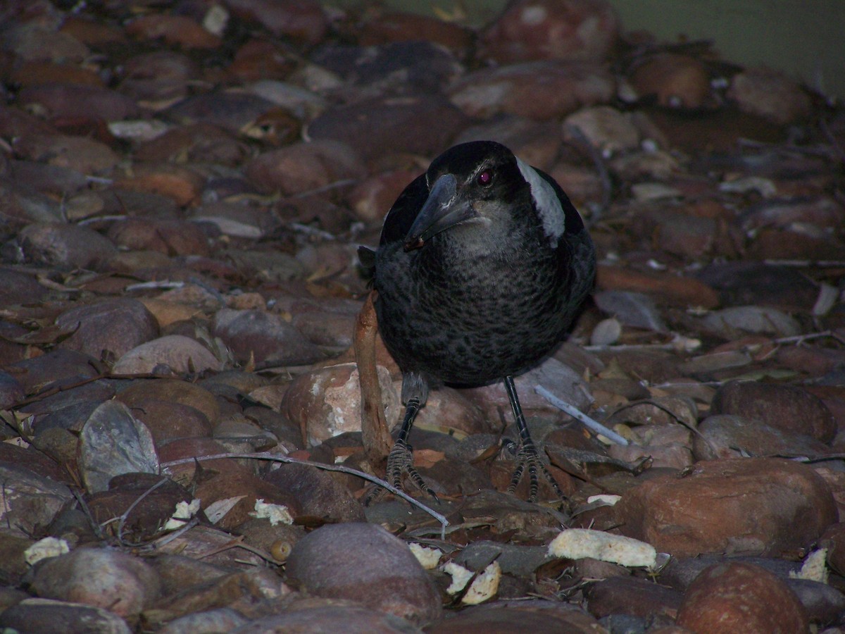 Буругонг, ворона-свистун - ML637806167