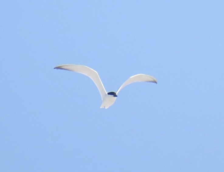 Gull-billed Tern - ML637806169