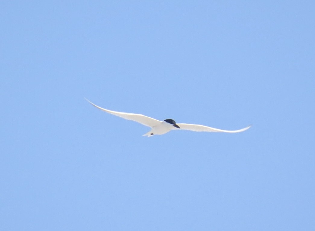 Gull-billed Tern - ML637806170