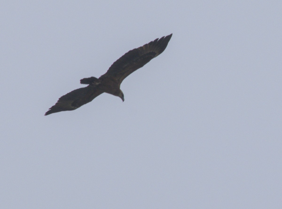 Sanford's Sea-Eagle - ML637806171