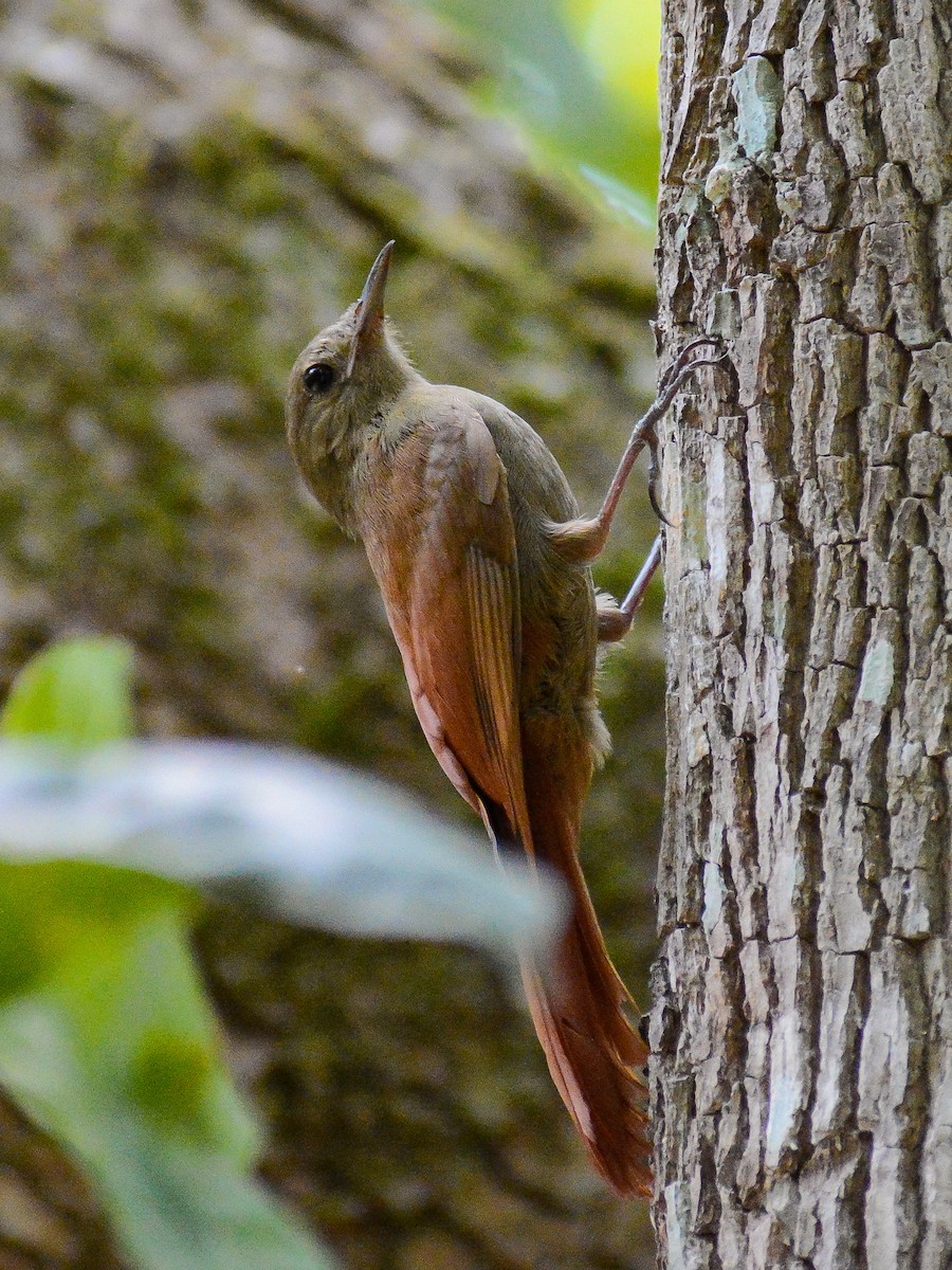 Olivaceous Woodcreeper (Grayish) - ML637806178