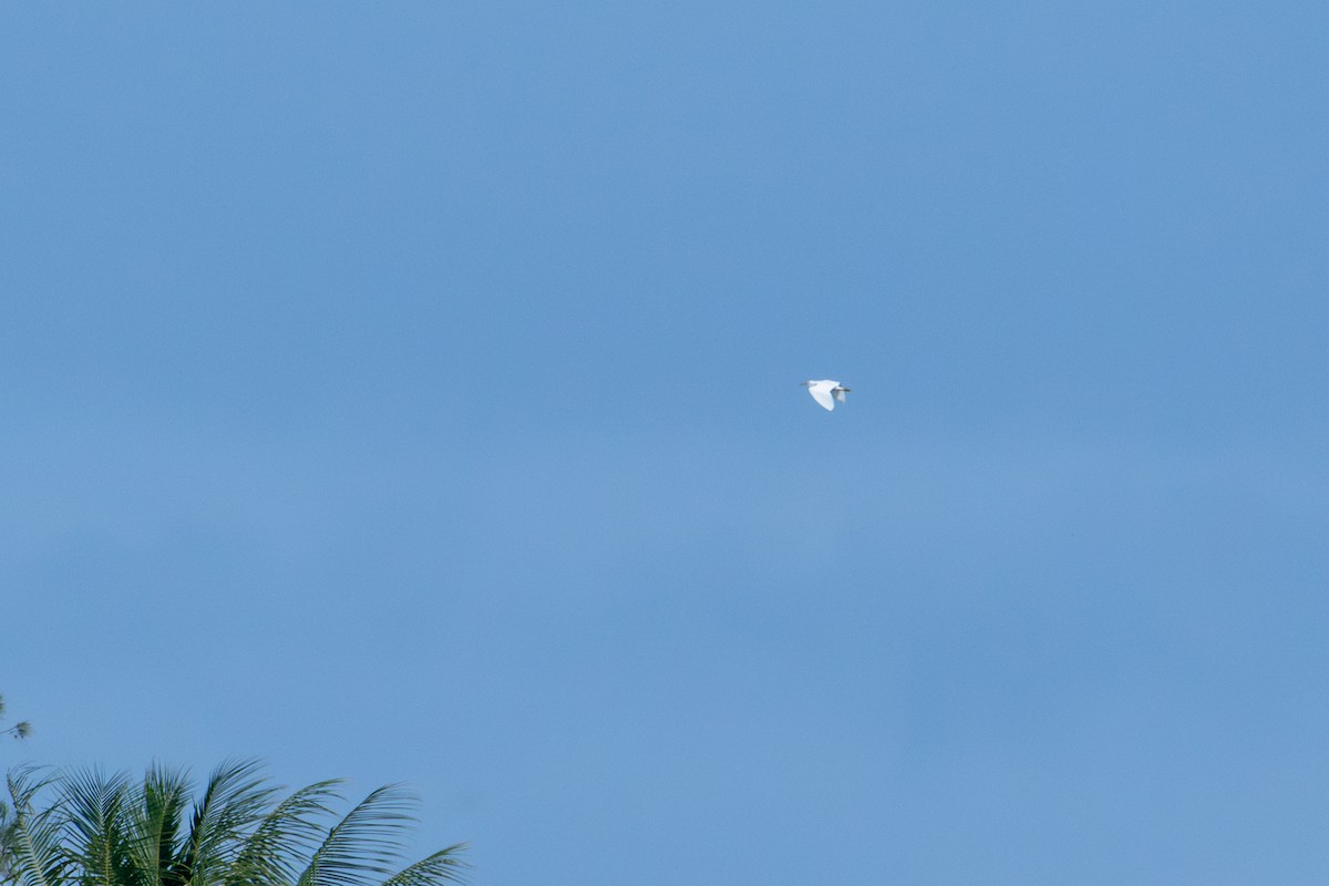 Pacific Reef-Heron - ML637806182