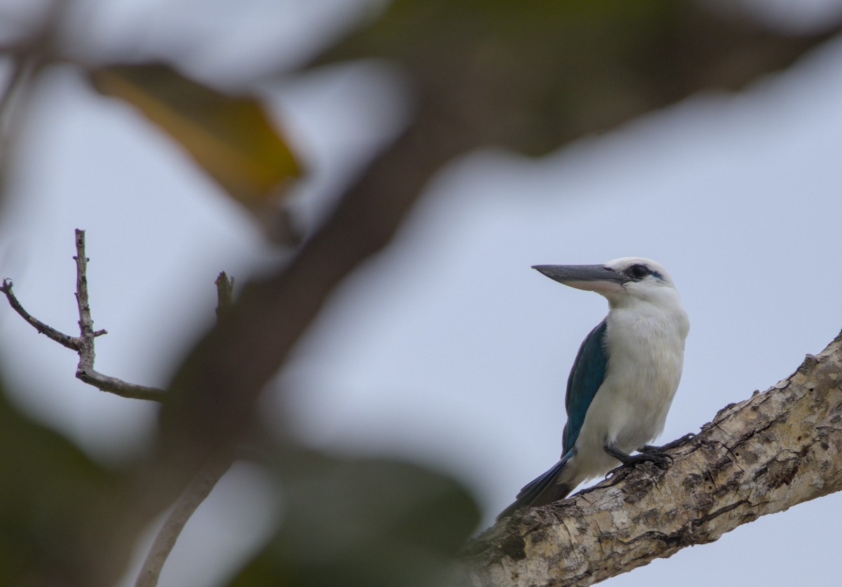 Beach Kingfisher - ML637806183