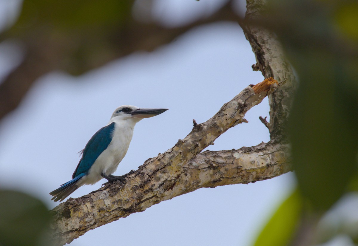 Beach Kingfisher - ML637806184