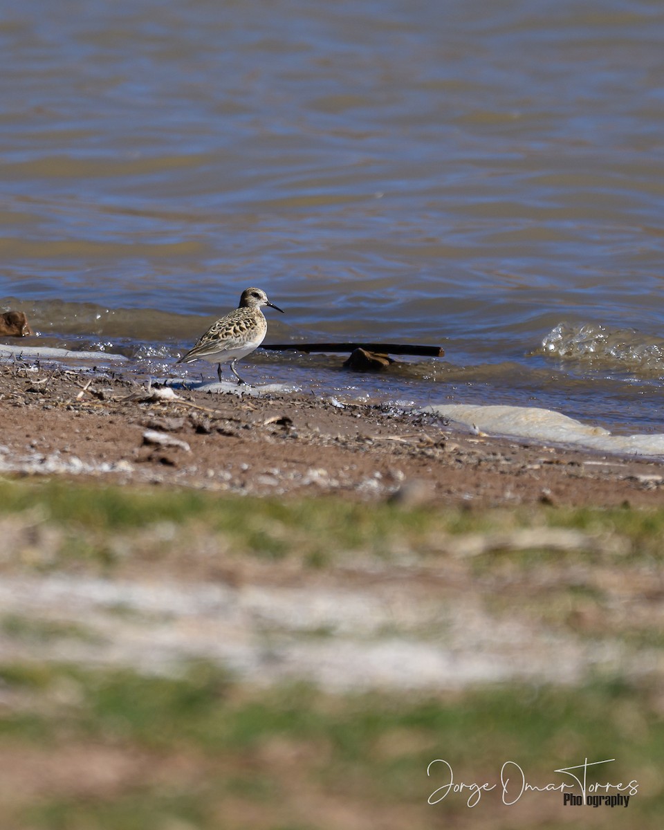 jespák dlouhokřídlý - ML637806187