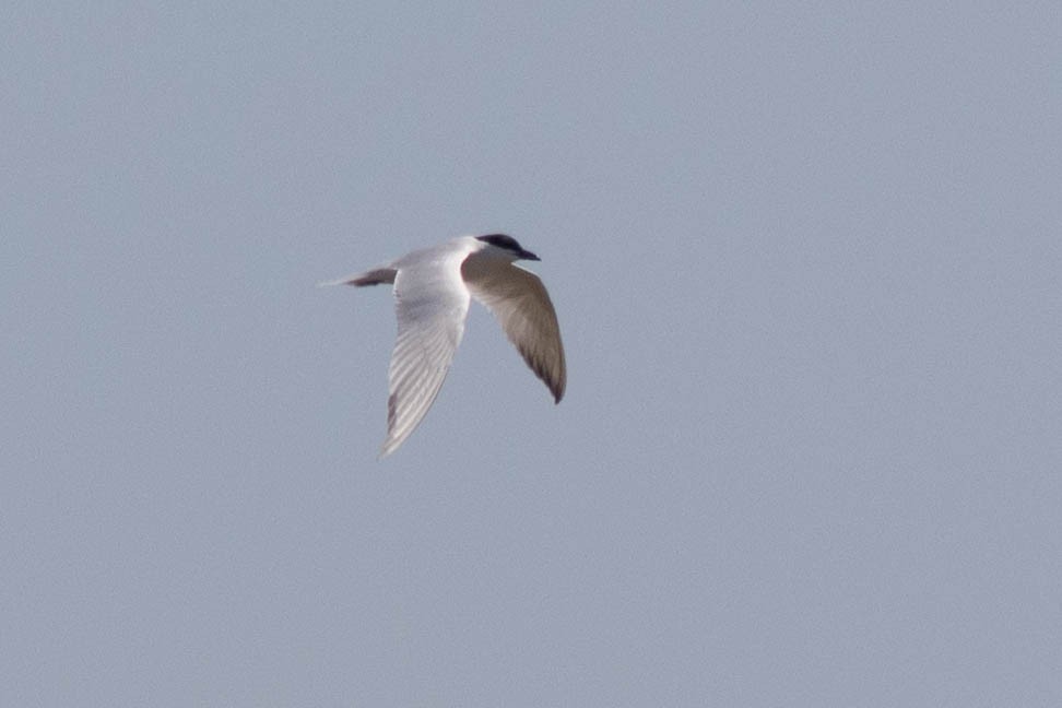 Gull-billed Tern - ML637806239