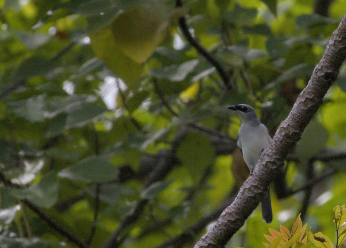 White-bellied Cuckooshrike - ML637806260