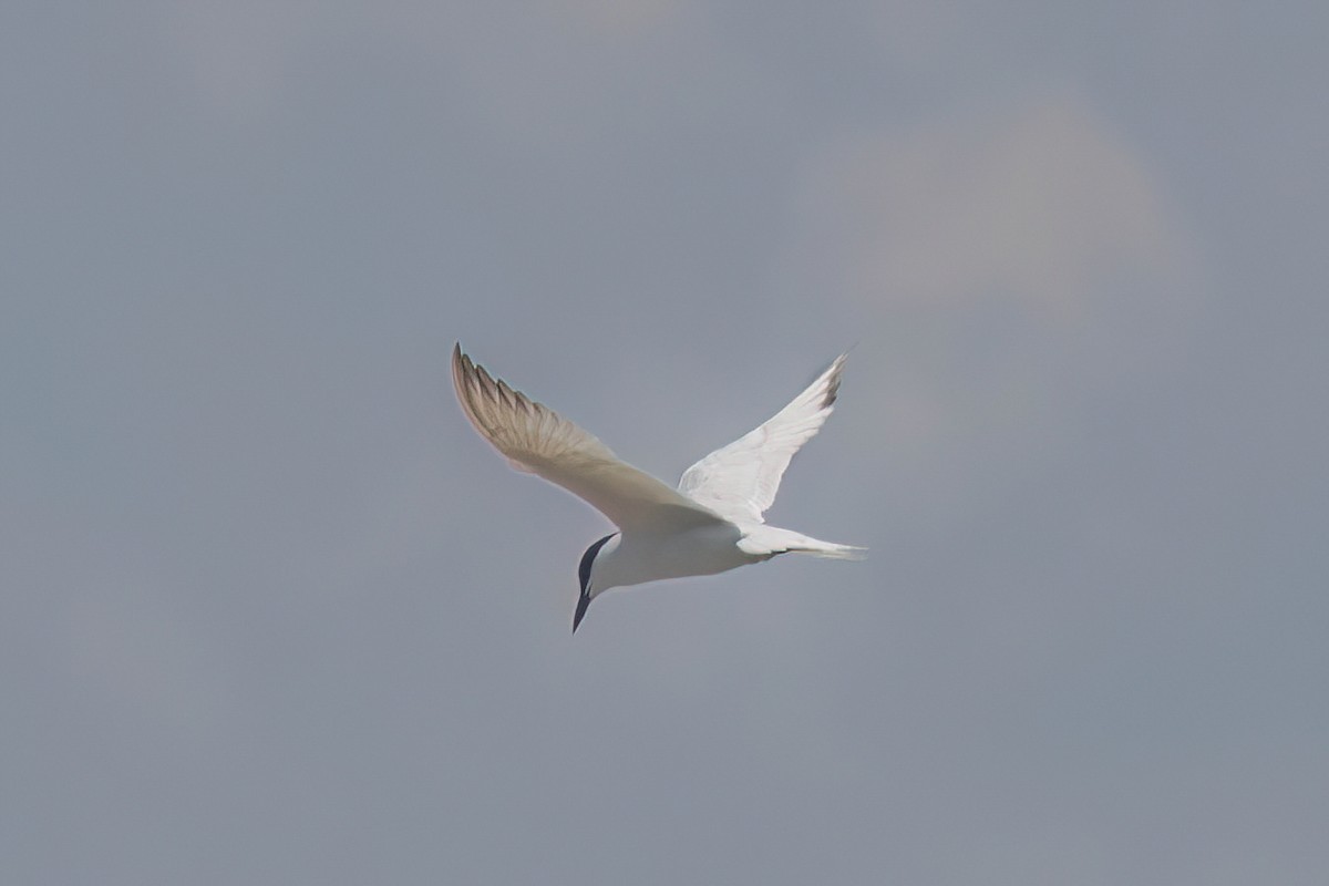 Gull-billed Tern - ML637806277
