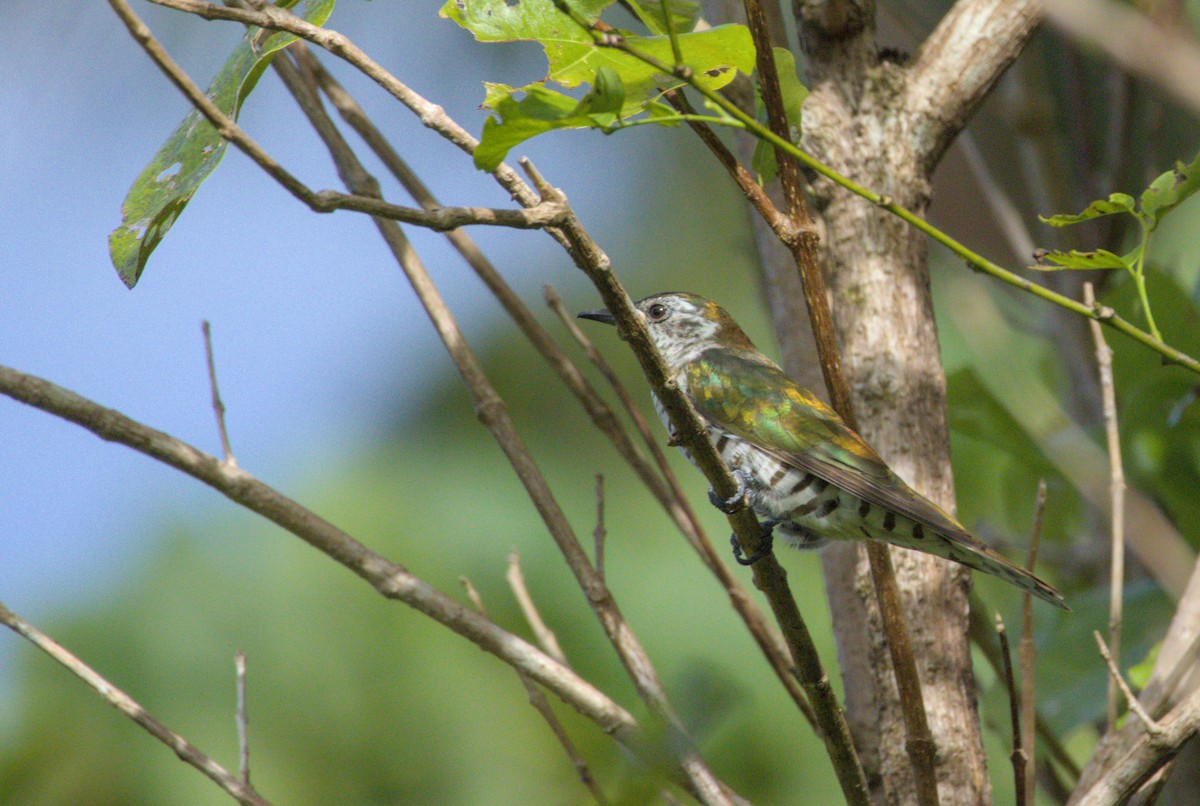 Shining Bronze-Cuckoo - ML637806285