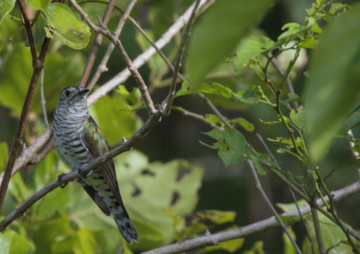 Shining Bronze-Cuckoo - ML637806286