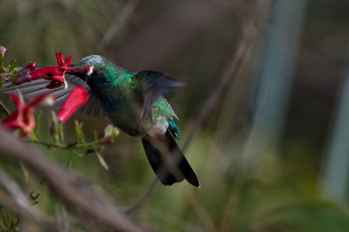 White-vented Violetear - ML637806287