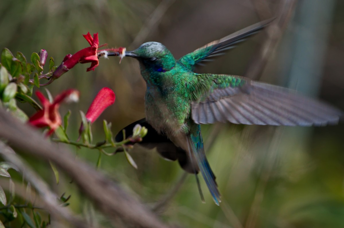 White-vented Violetear - ML637806288