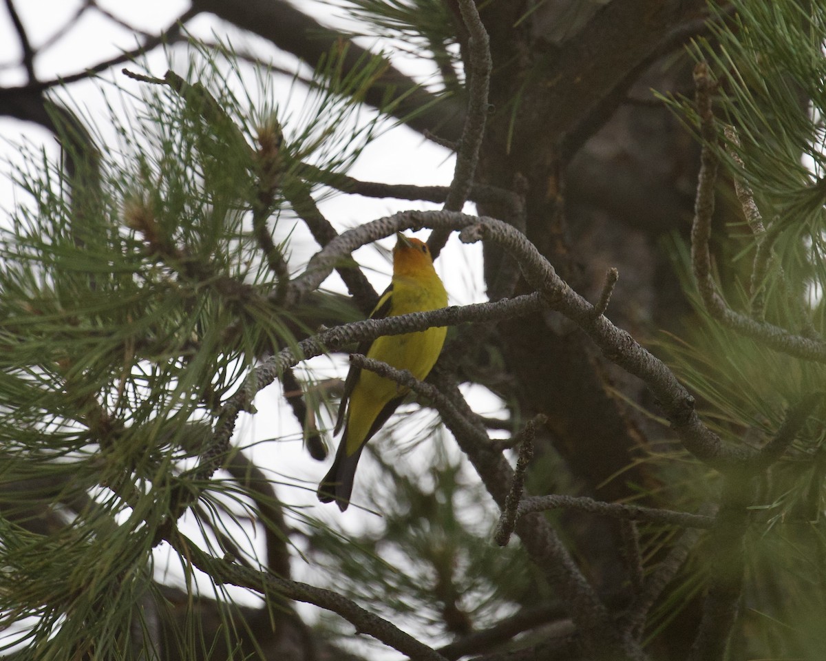 Western Tanager - ML637806316