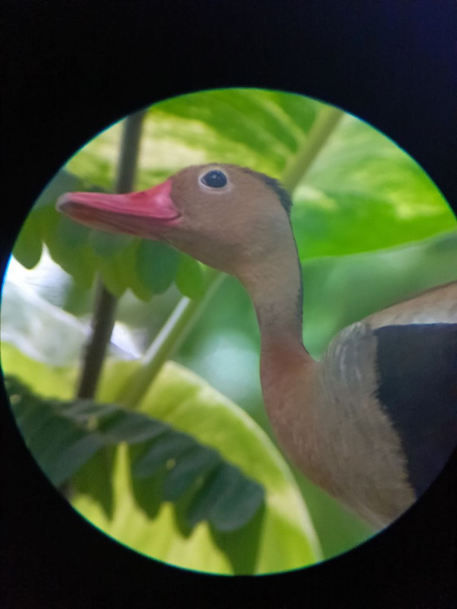 Black-bellied Whistling-Duck - ML637806330
