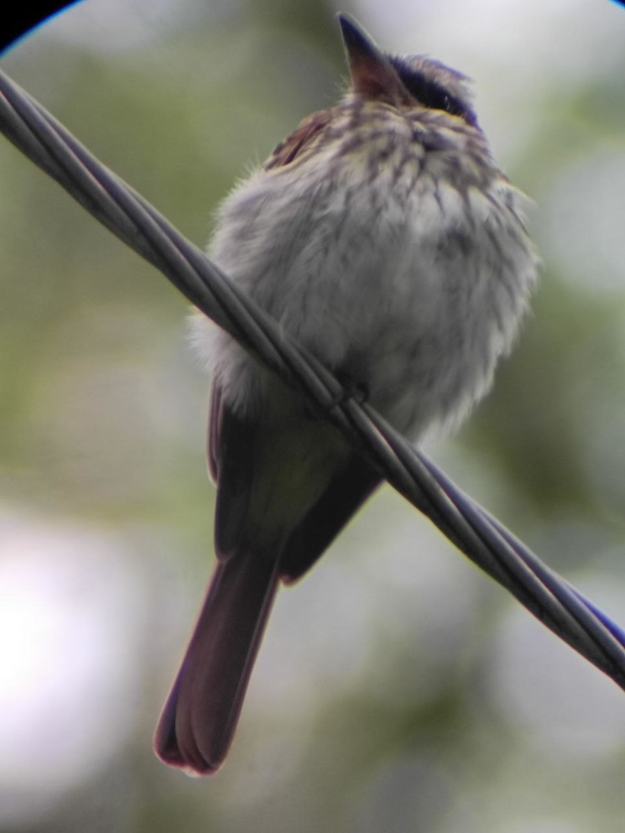 Streaked Flycatcher - ML637806331