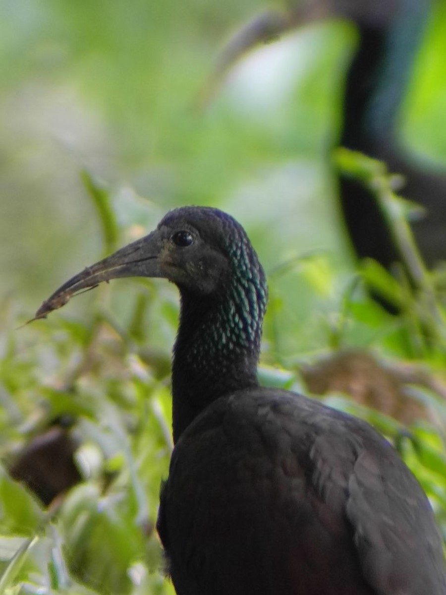 Green Ibis - ML637806333