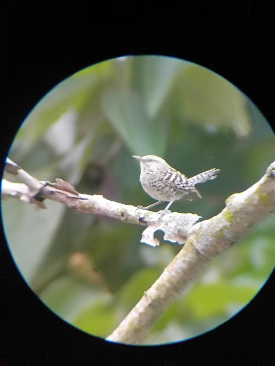 Stripe-backed Wren - ML637806336
