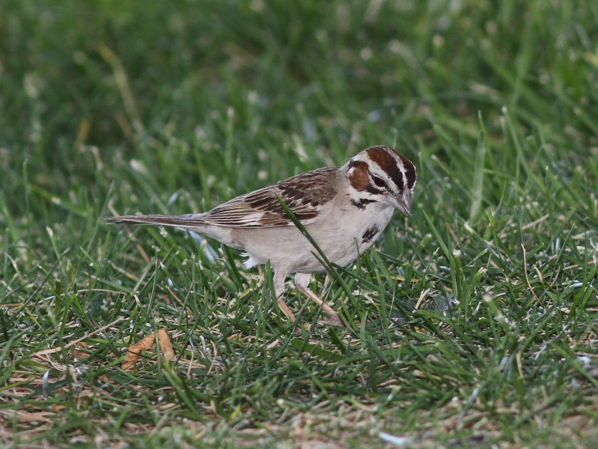 Lark Sparrow - ML637806343