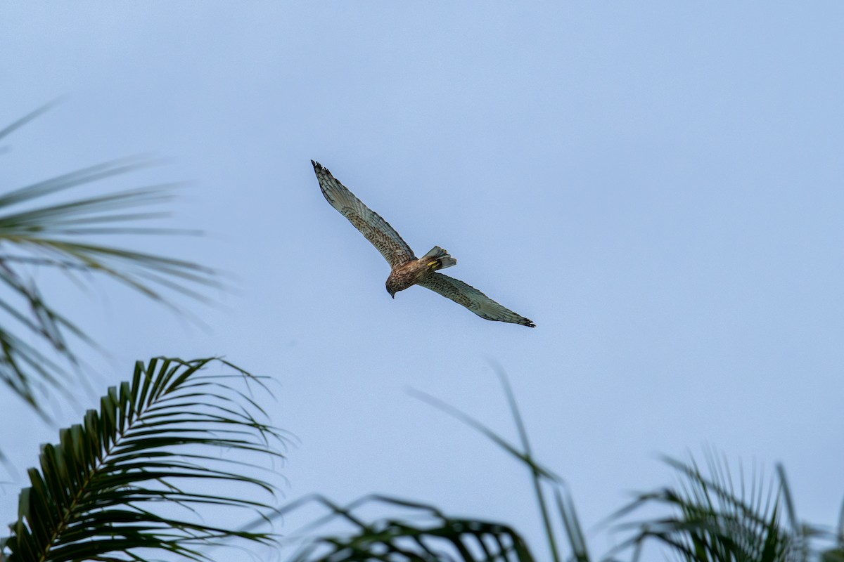 Swamp Harrier - ML637806430