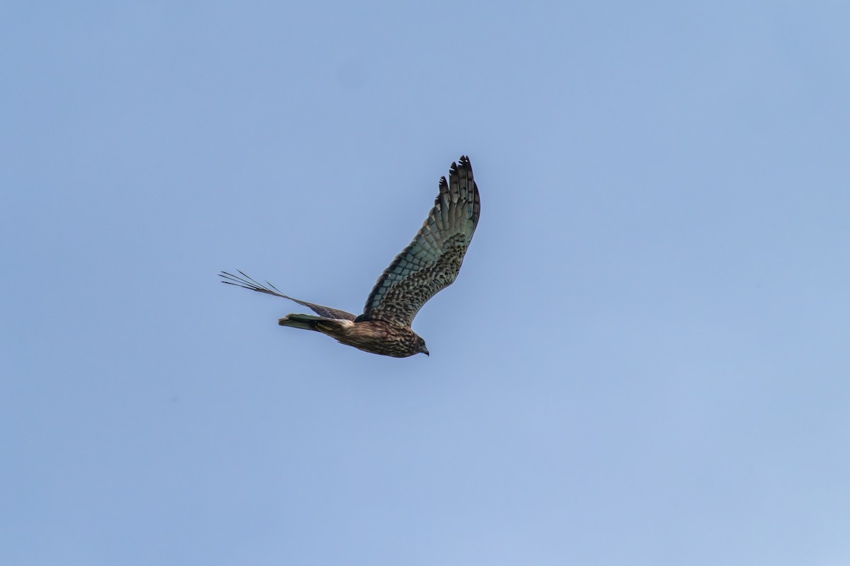 Swamp Harrier - ML637806431