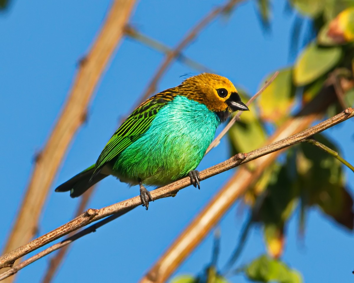Gilt-edged Tanager - ML637806445