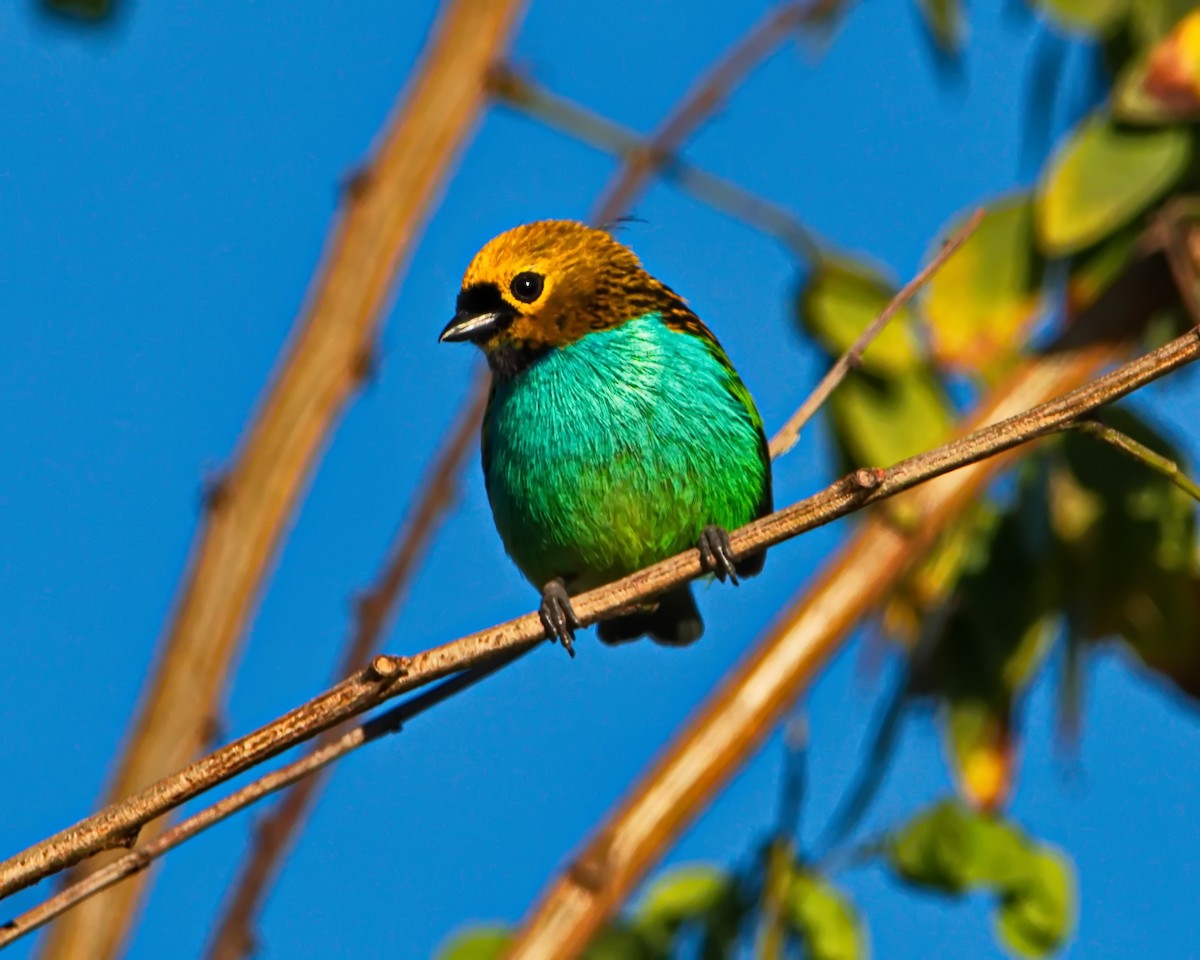 Gilt-edged Tanager - ML637806446