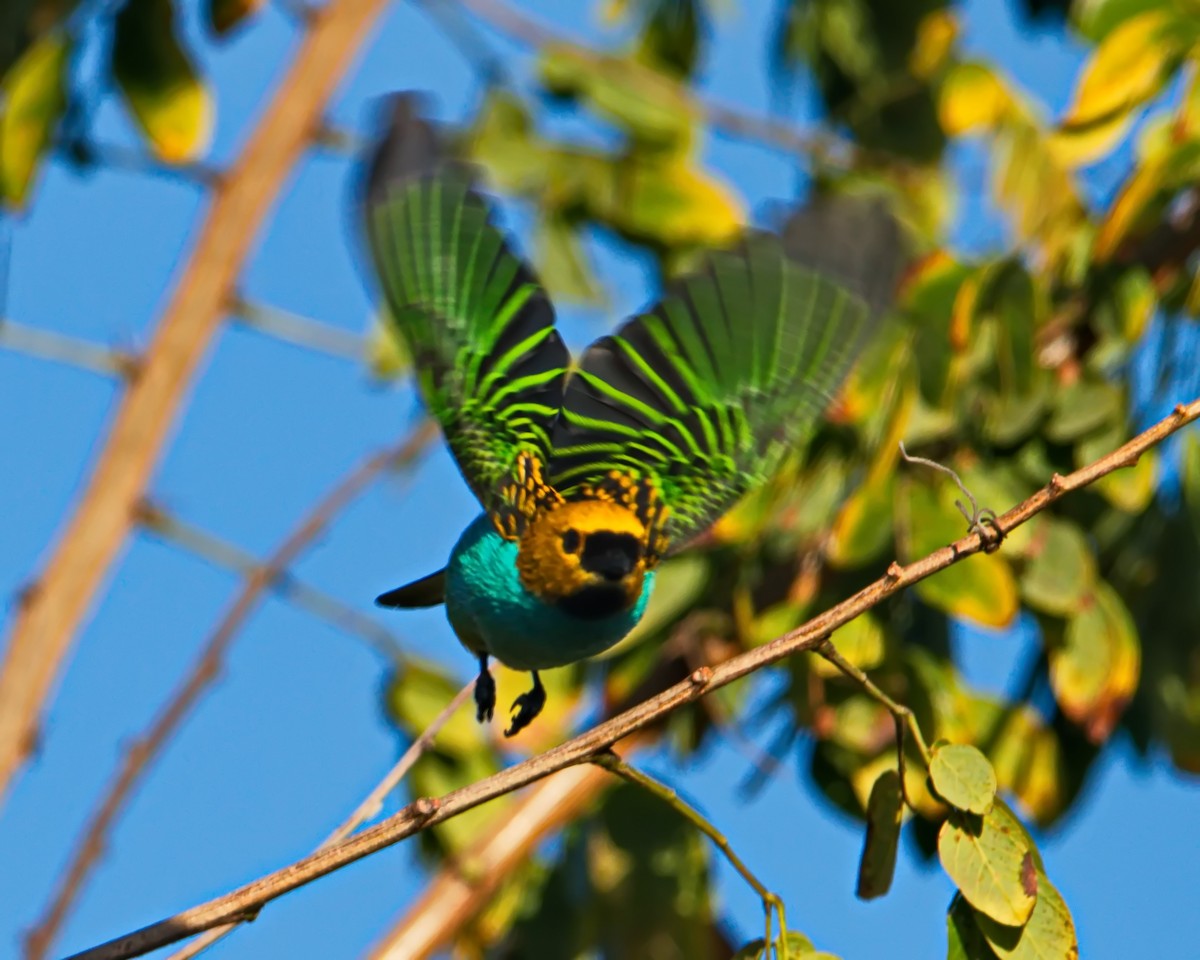 Gilt-edged Tanager - ML637806448