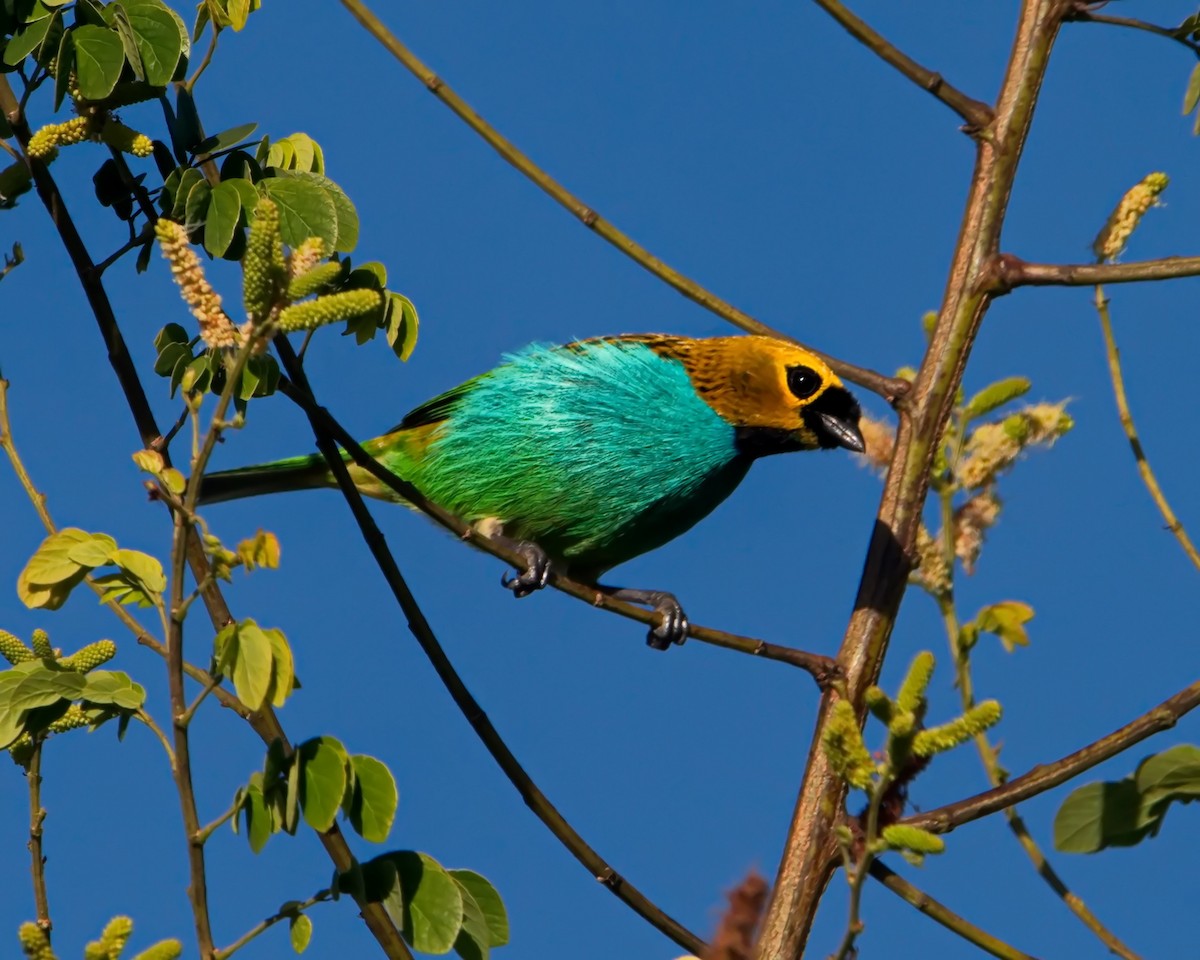 Gilt-edged Tanager - ML637806449