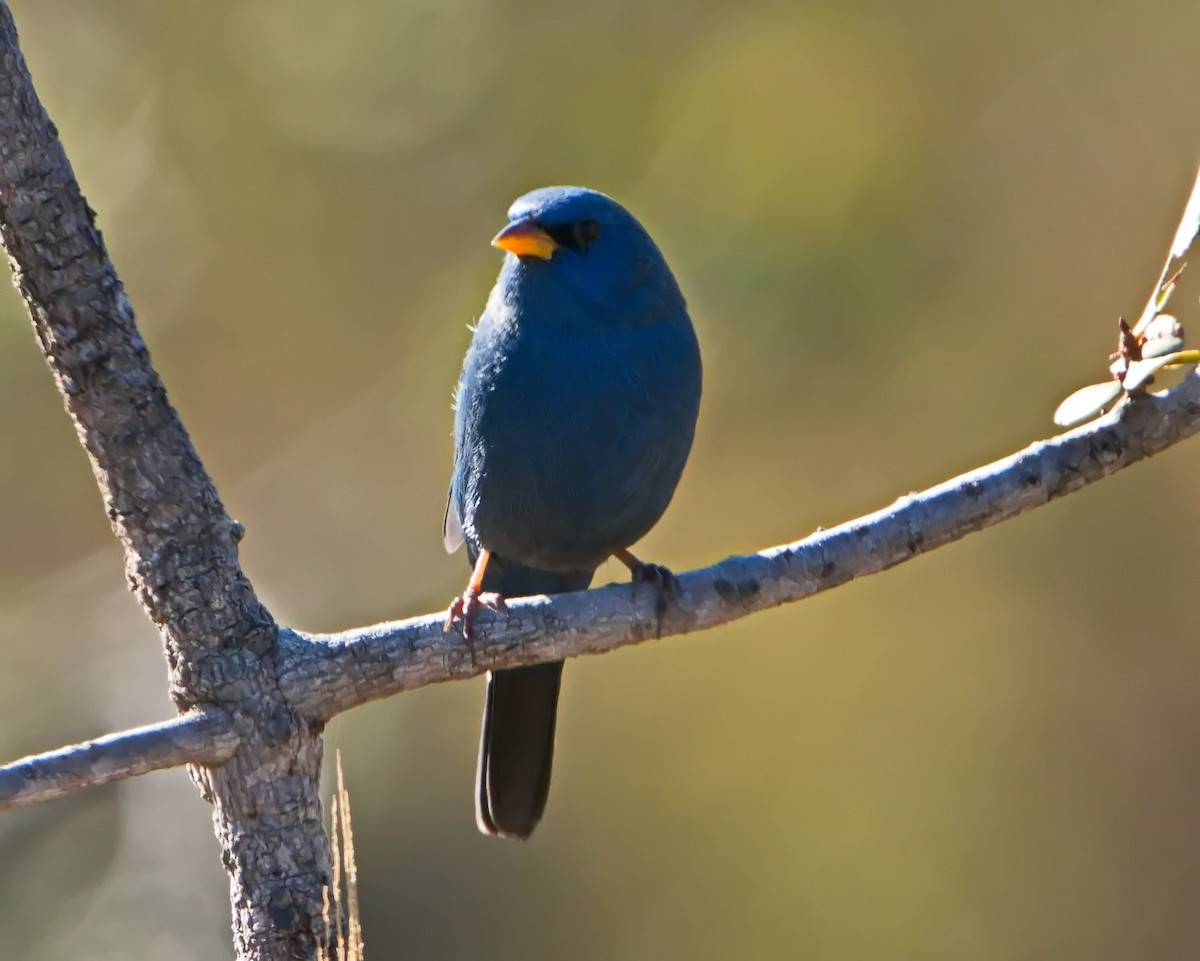 Blue Finch - ML637806472