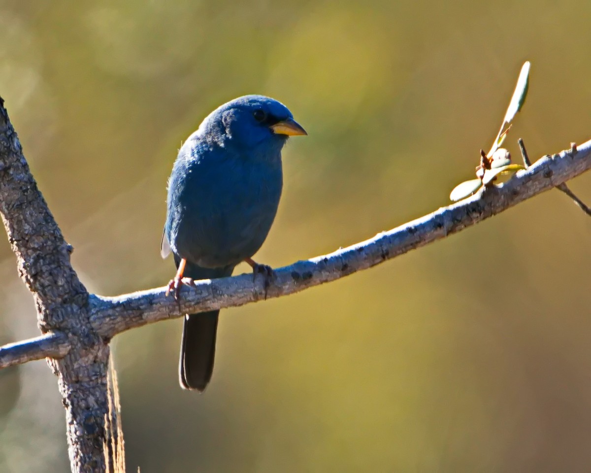 Blue Finch - ML637806473