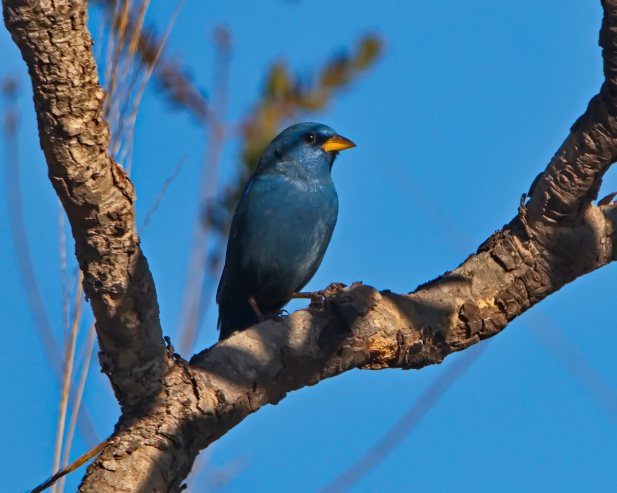 Blue Finch - ML637806474