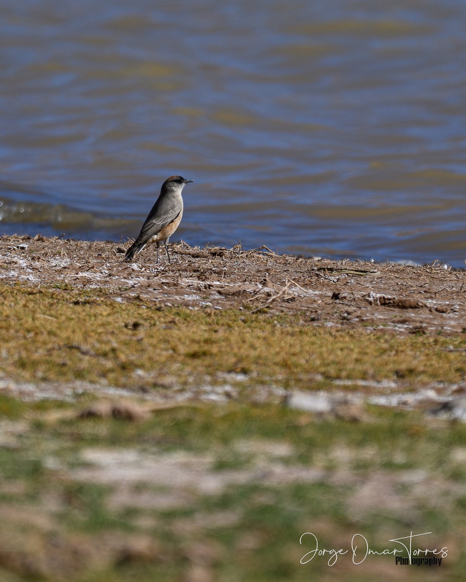 Cinnamon-bellied Ground-Tyrant - ML637806492