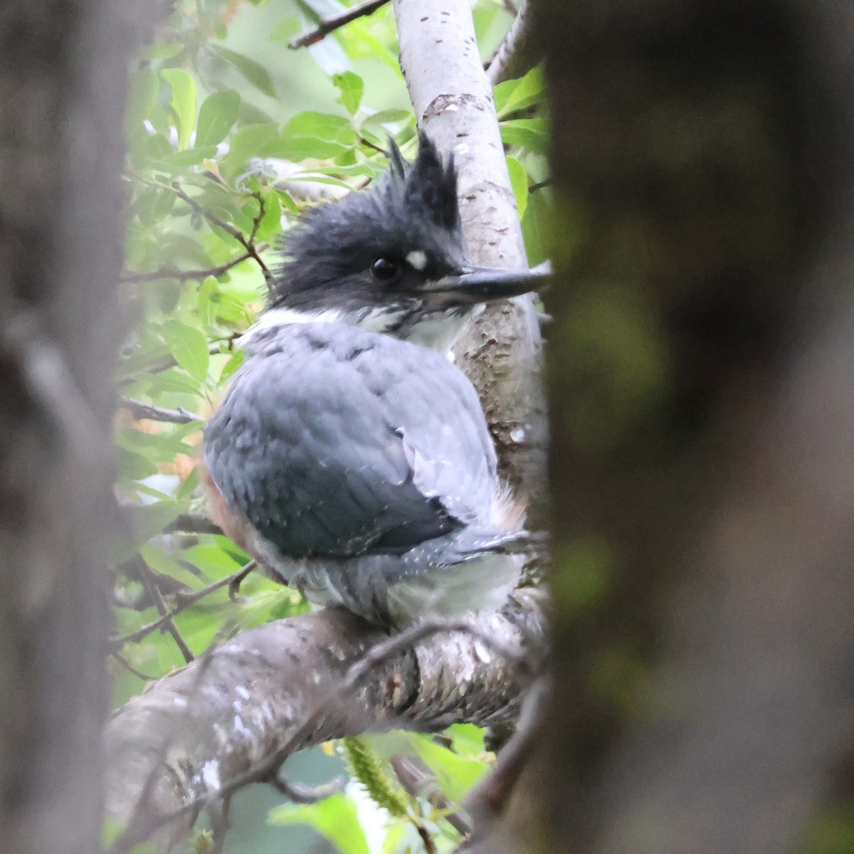 Belted Kingfisher - ML637806495