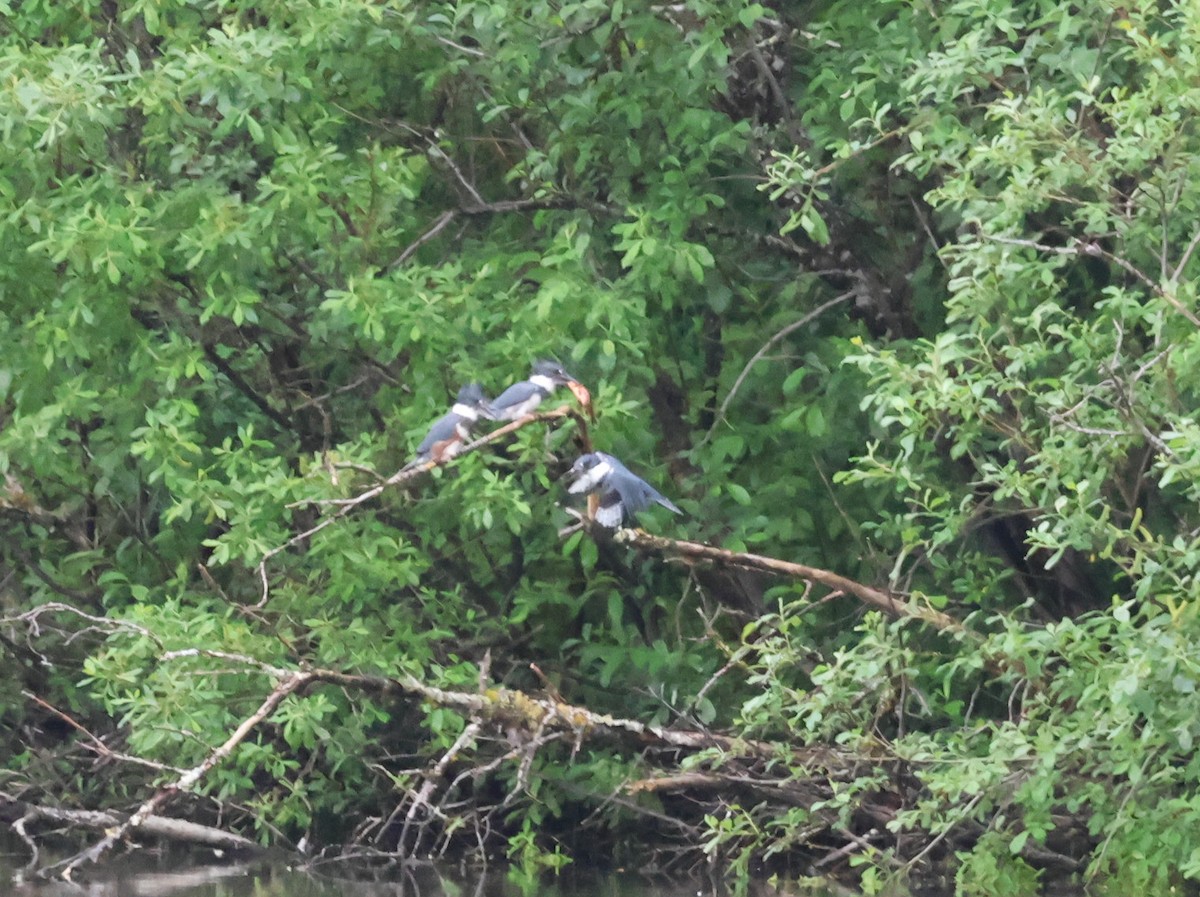Belted Kingfisher - ML637806496