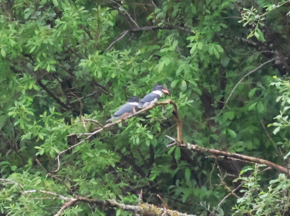 Belted Kingfisher - ML637806497
