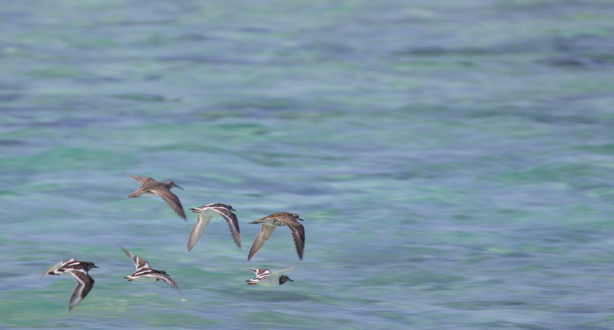 Ruddy Turnstone - ML637806498