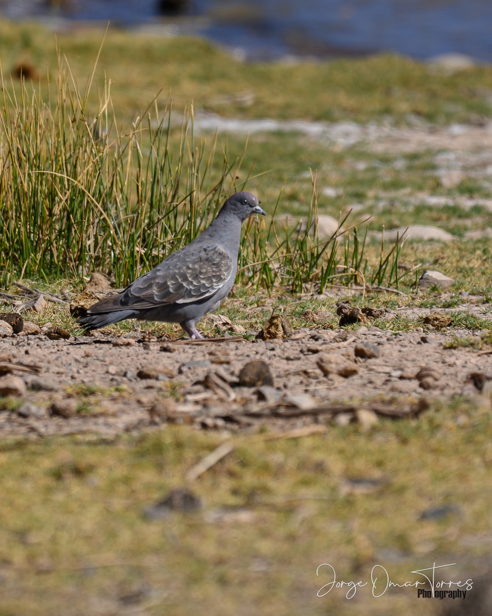 holub skvrnokřídlý - ML637806515