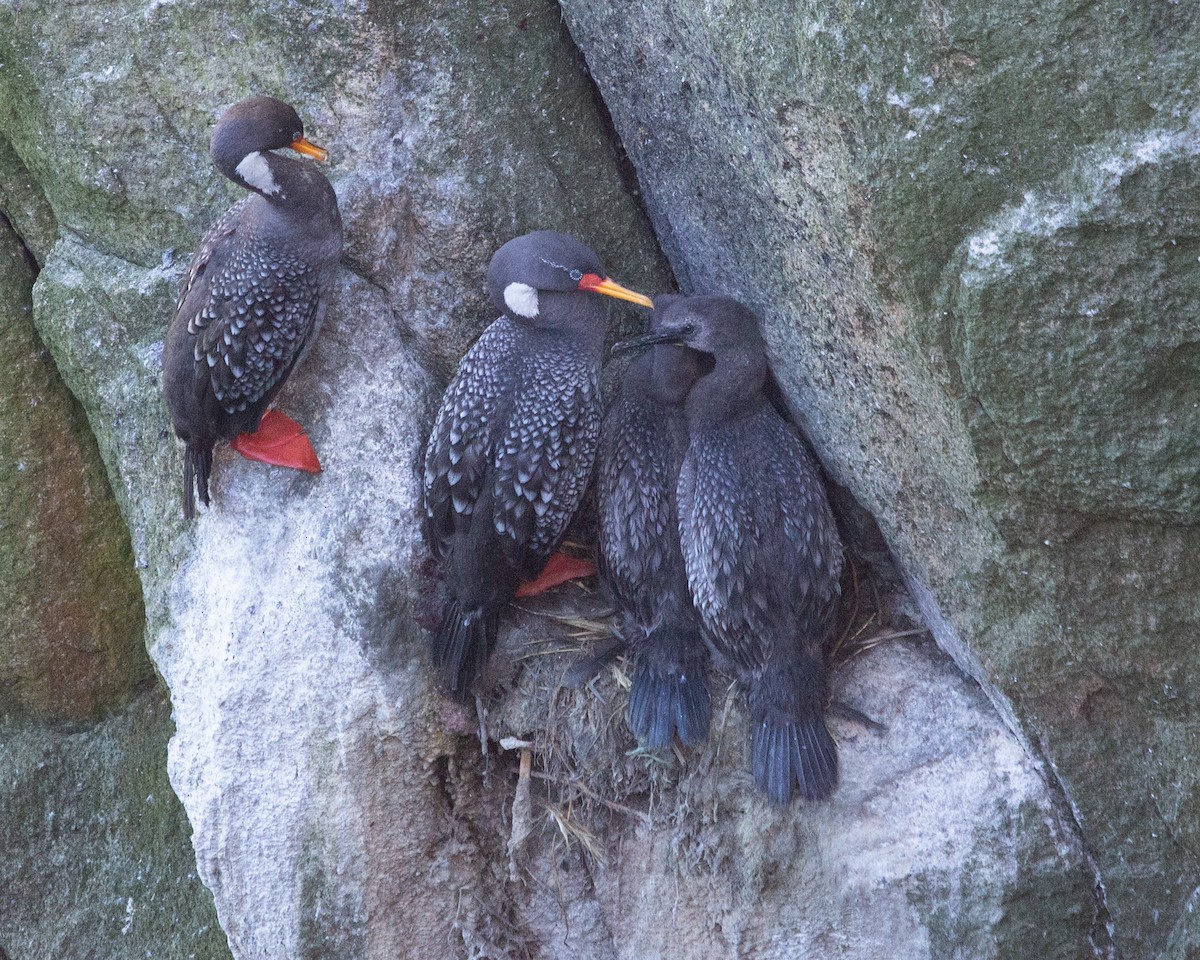 Red-legged Cormorant - ML637806538