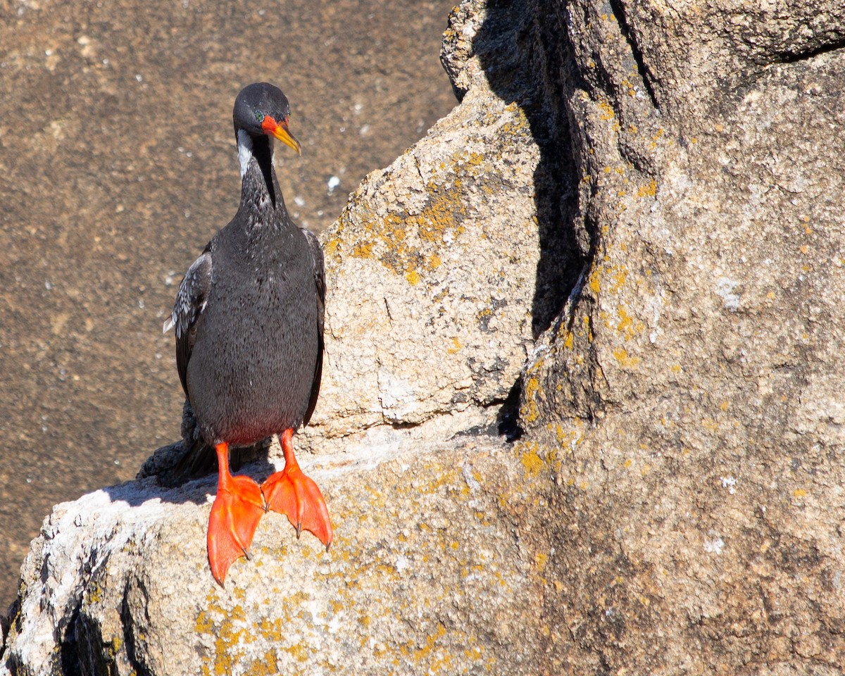 Red-legged Cormorant - ML637806540